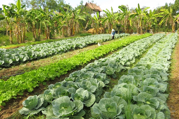 Leafy Vegetables