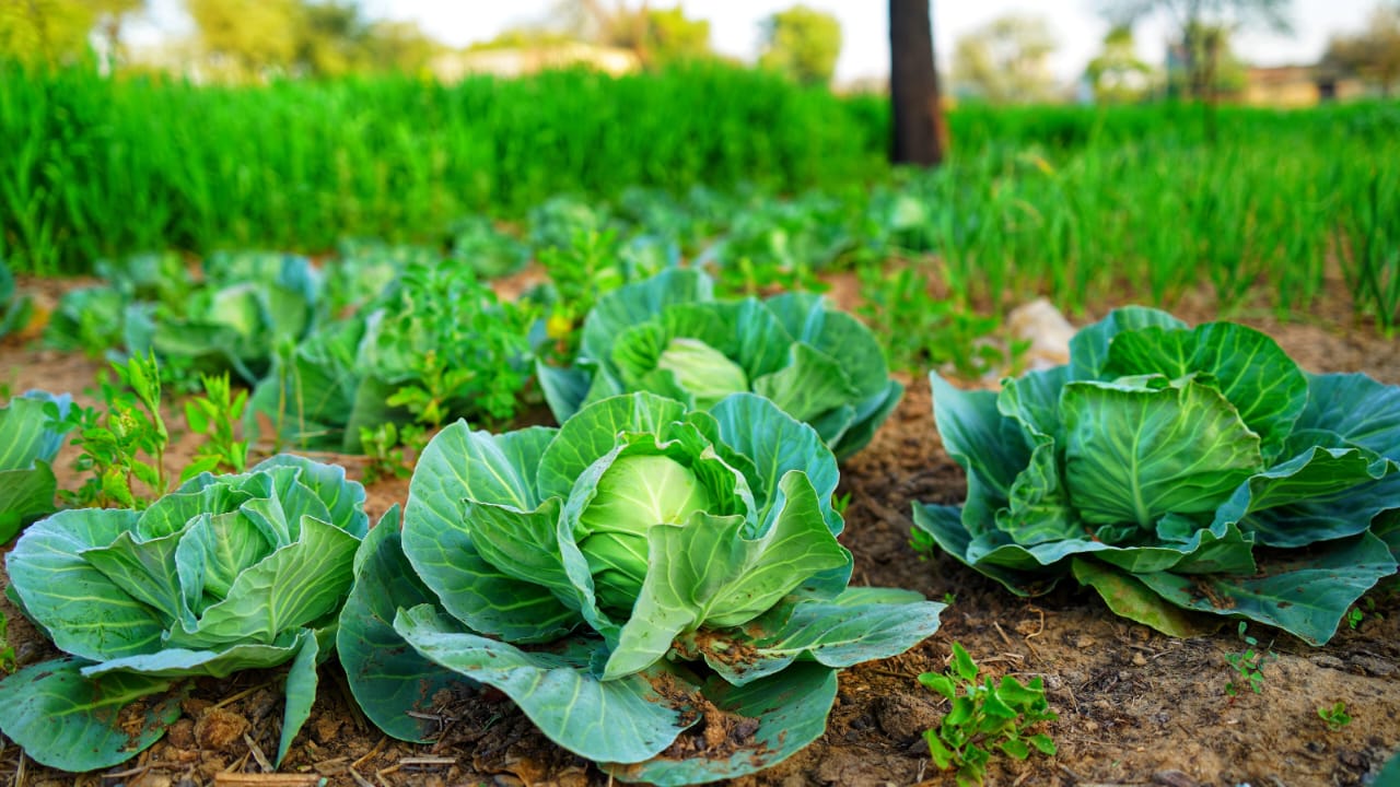 Leafy Vegetables